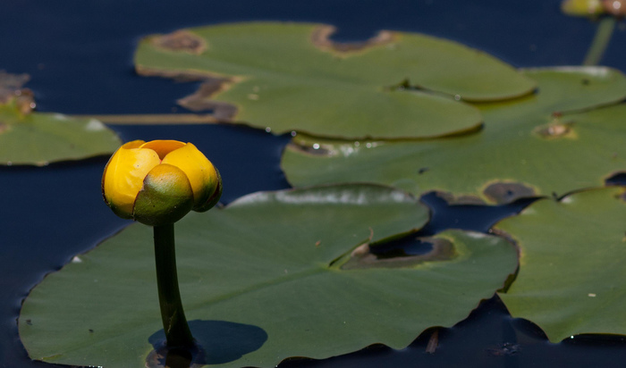 Кубышки и кувшинки Кувшинка, Ботаника, Мат, Длиннопост, Кубышка