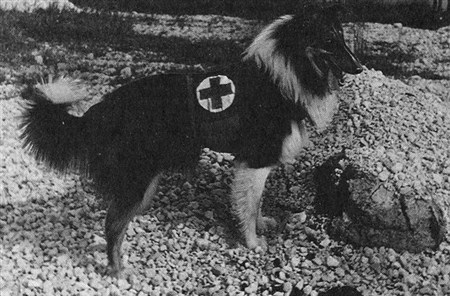 Dogs are heroes of the Great Patriotic War - My, Dogs and people, Dog, Heroes, Longpost