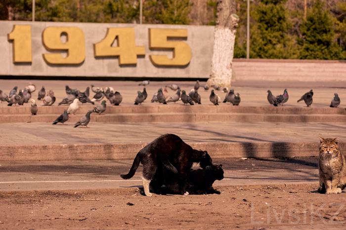 Когда Pornhub объявил свободный доступ из-за карантина