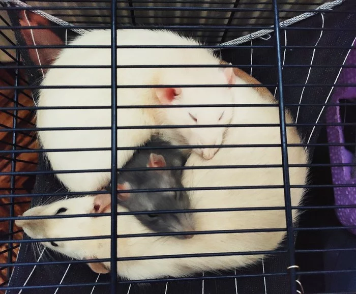 Our Krysyavki - My, Rat, Decorative rats, Rat Chronicles, Longpost