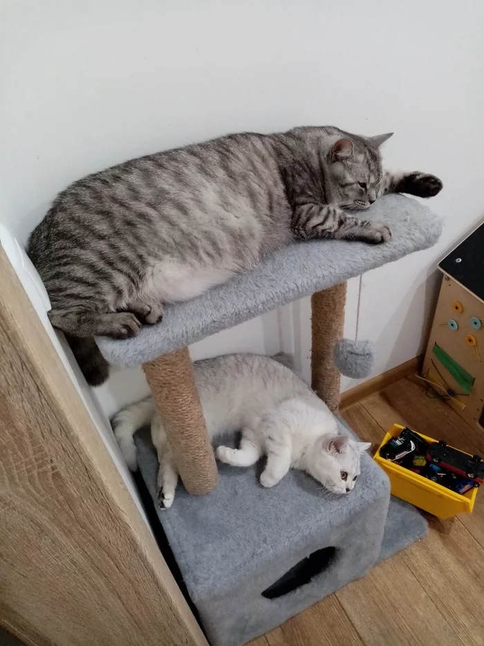 High-rise building - My, Fat cats, cat, Milota