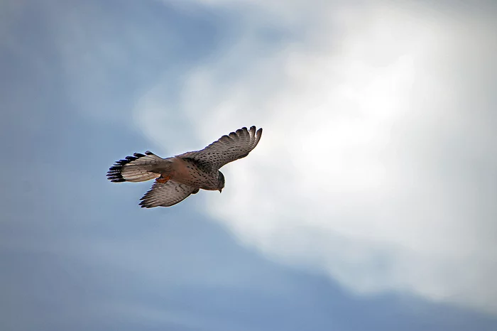 Ornithological observations under quarantine - My, Ornithology, Kestrel, Israel, Longpost