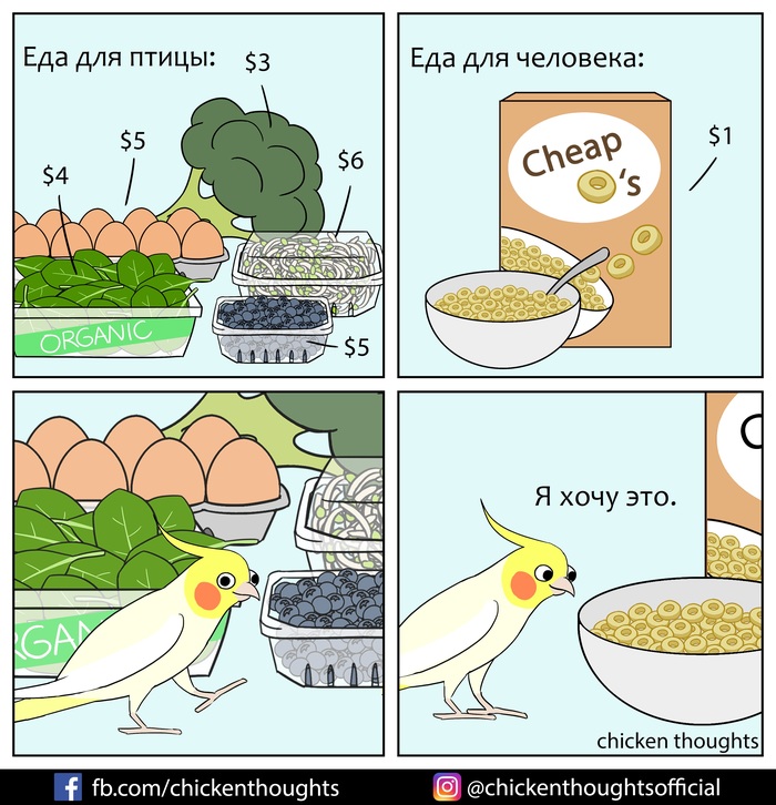    , , , , Chicken thoughts