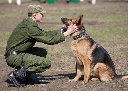 Use of mine detection dogs - My, Dog, Dogs and people, Longpost