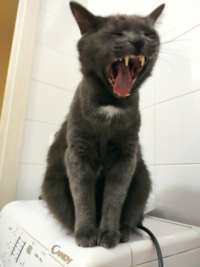 Зевающий котейка