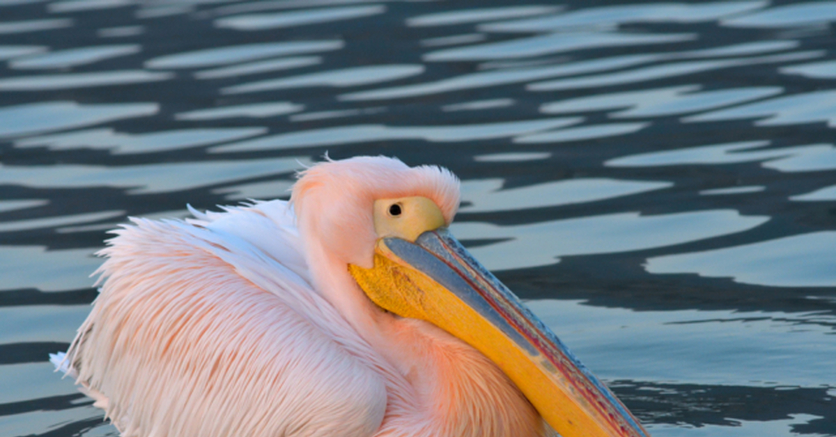 Розовый пеликан красная. Розовый Пеликан птица. Розовый Пеликан Ставропольского края. Краснокнижные розовый Пеликан. Розовый Пеликан красная книга.