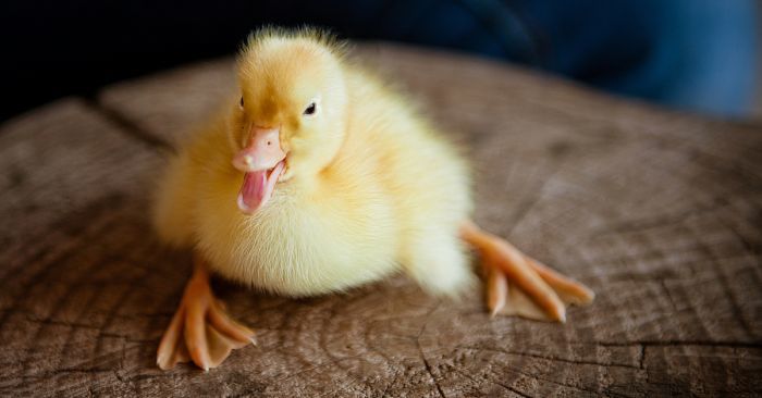 The girl hatched a duckling while carrying the egg in her own bra for 35 days. - Duck, Incubation of eggs, Girls, Reddit