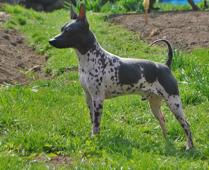 American Hairless Terrier - American Hairless Terrier, Toy Terrier, Dog, Care and maintenance, Longpost