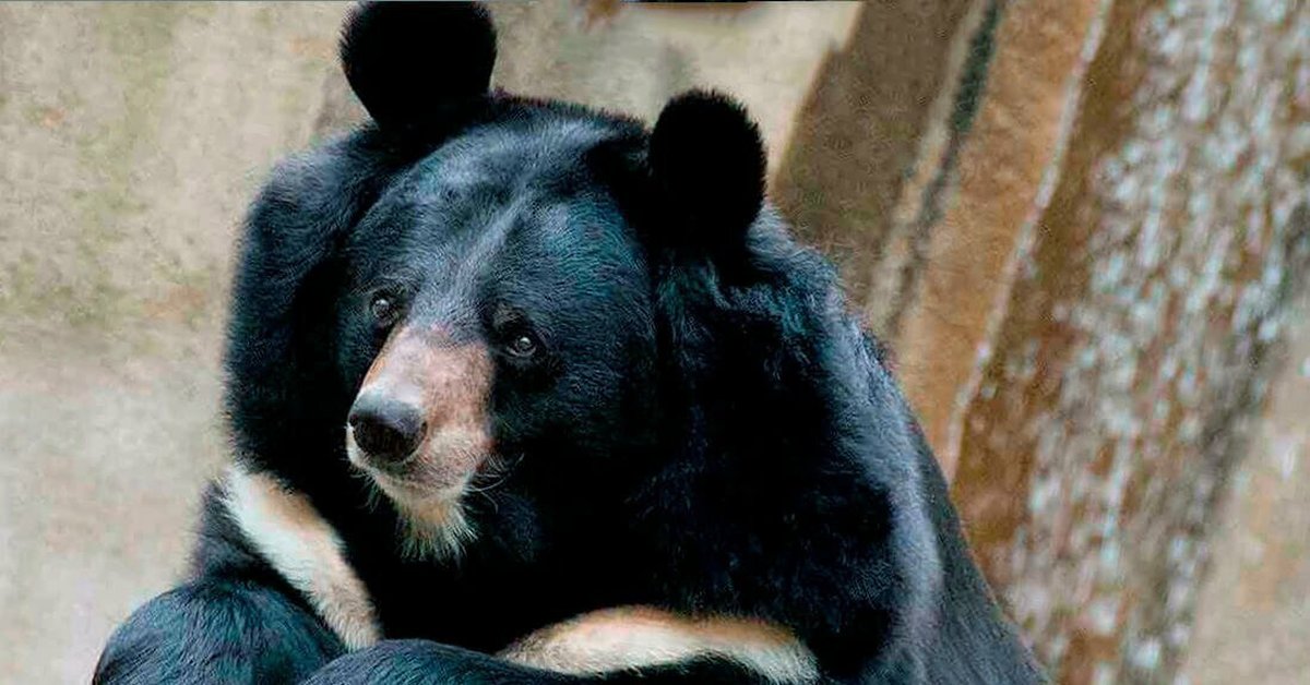 Гималайский медвежонок. Белогрудый медведь. Гималайский медведь. Уссурийский белогрудый медведь. Гималайский, или белогрудый медведь.