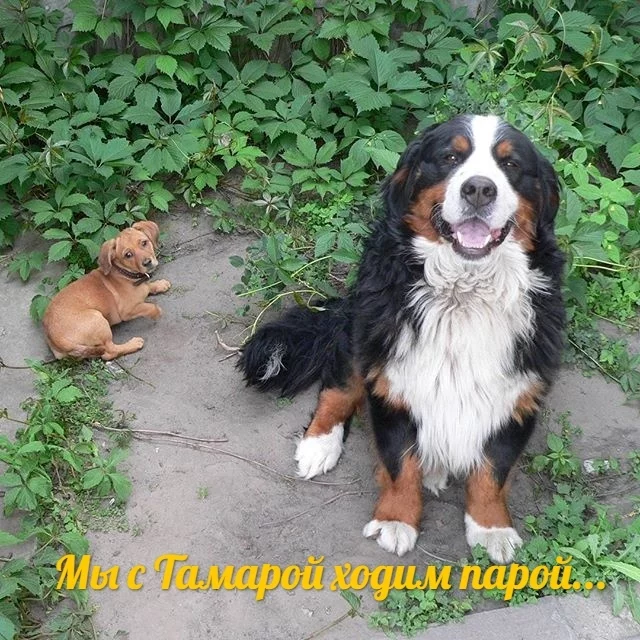 Memories... - My, Fun, Bernese mountain dog, Longpost, Dog, Veterinary