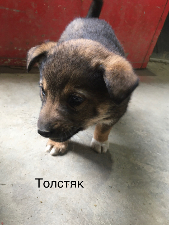 Mercy post - My, Puppies, Dog, In good hands, Milota, Longpost, No rating, Moscow region