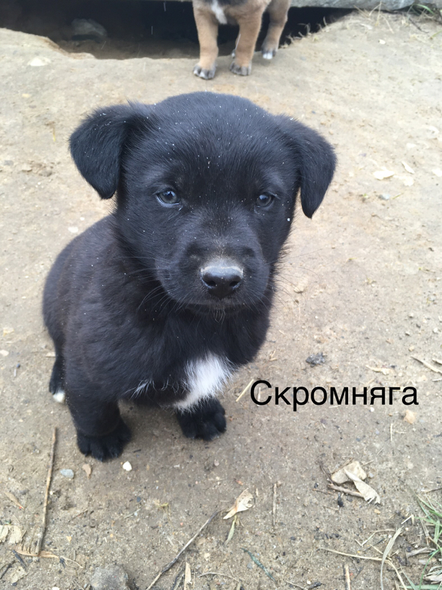 Mercy post - My, Puppies, Dog, In good hands, Milota, Longpost, No rating, Moscow region