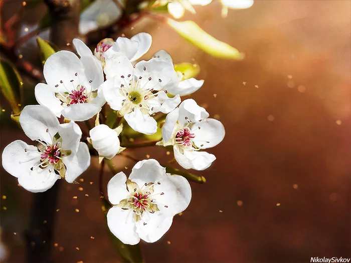 Spring bloom - My, Sigma 17-50, Canon 600D