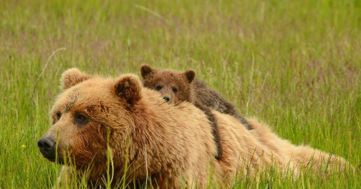 Как вести себя дикими животными. Медведь. Медведь с медвежонком. Медведица. Встреча с дикими животными.