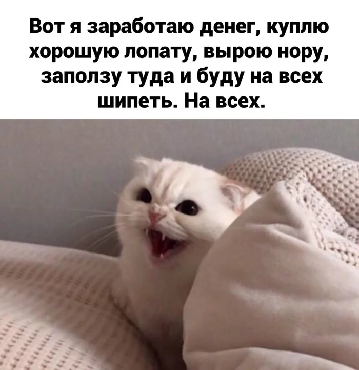 Here I will earn money... - Anger, Memes, cat, No rating, From the network, Fatigue