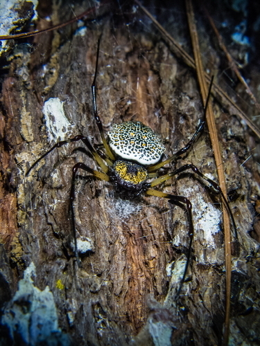 #15 - Spider, Mat, Longpost, Trypophobia