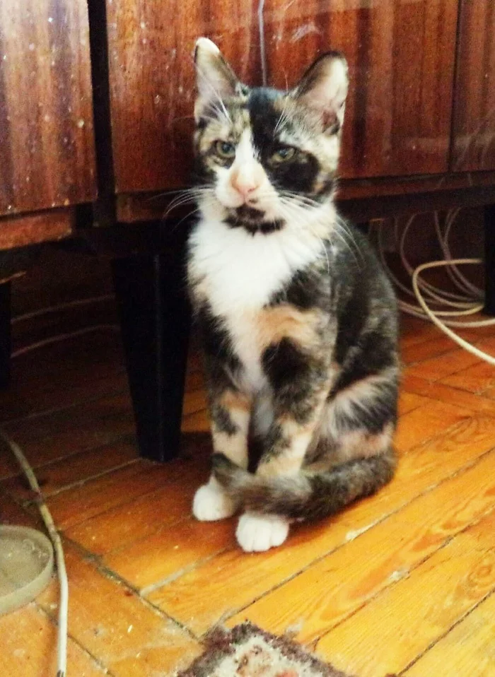 The cat needs a home. Kharkov [Cat goes to a new home] - My, cat, Tricolor cat, In good hands, No rating, Kharkov