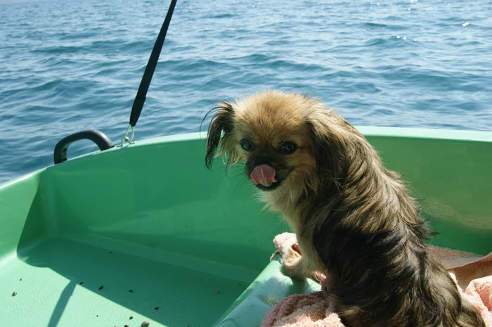 My dog ??Tatoha - My, Dog, Sea, The beast, Memory