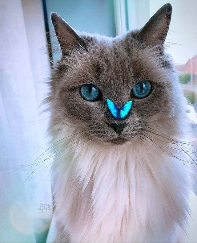 ������� ��� �����������