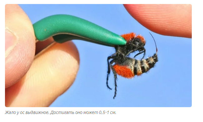 Furry Ants: White, fluffy and very dangerous! Why is this insect called the cow killer? - Animal book, Yandex Zen, Longpost, Wasp, Insects, Animals