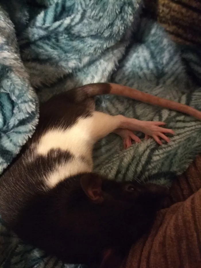 Legs are tired - Rat dumbo, Legs, Rat, Pets