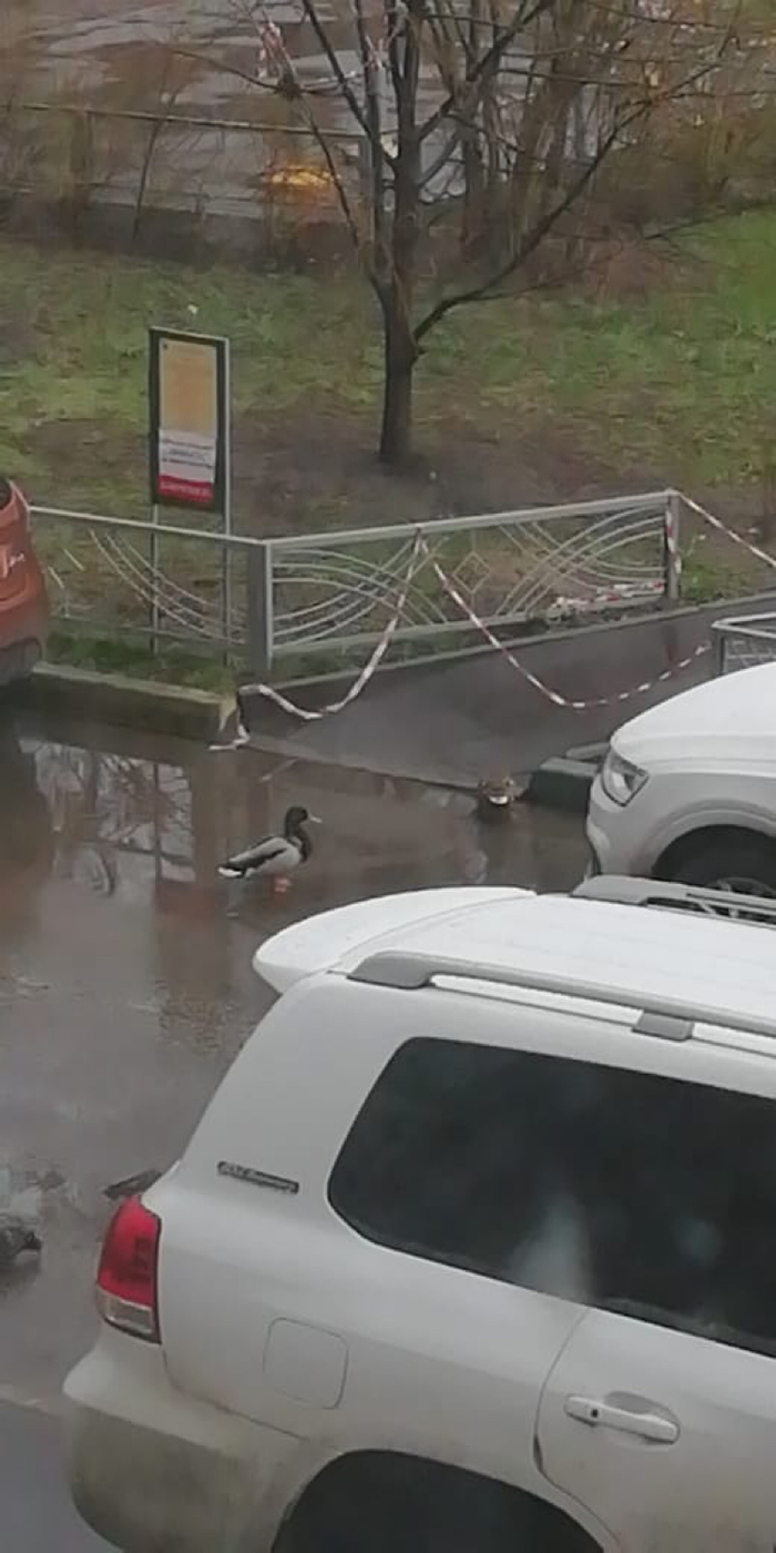 ���� ����� ������