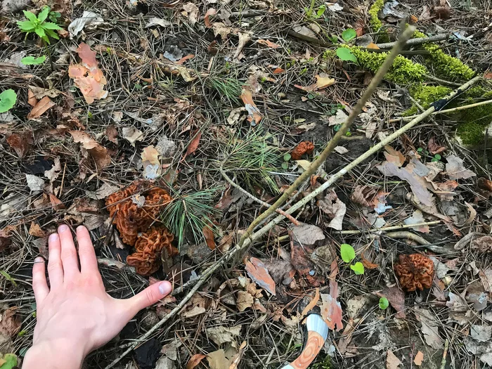 Lines in the Moscow region - My, Spring, Mushrooms, Forest, Silent hunt, Moscow region, Stitch