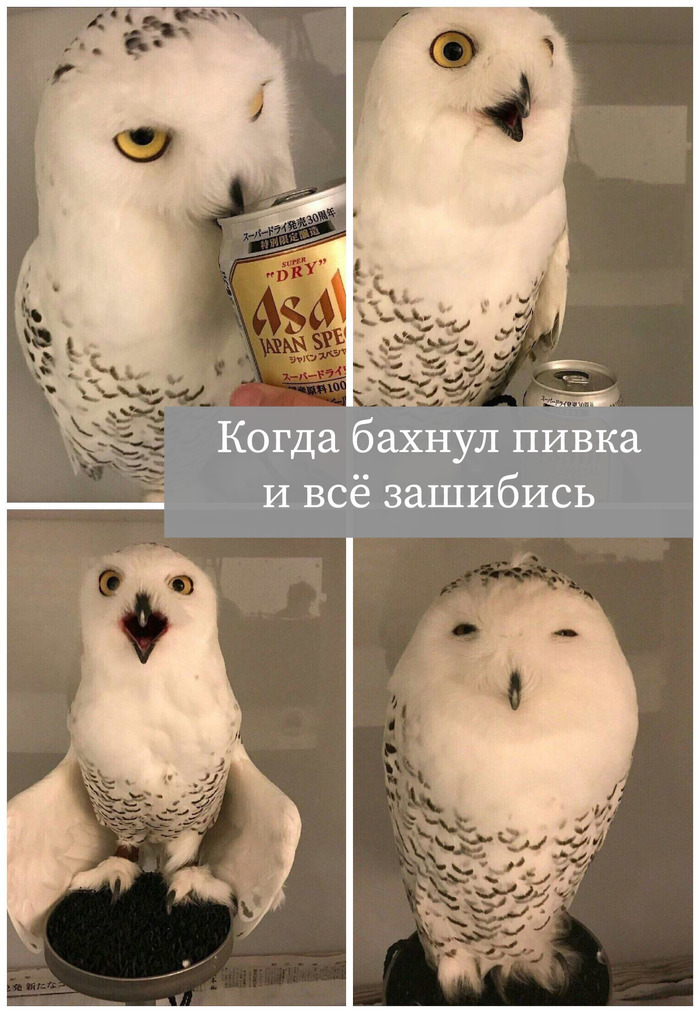 Пивко рулит