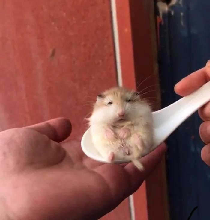 Hamster in a spoon - Hamster, Children