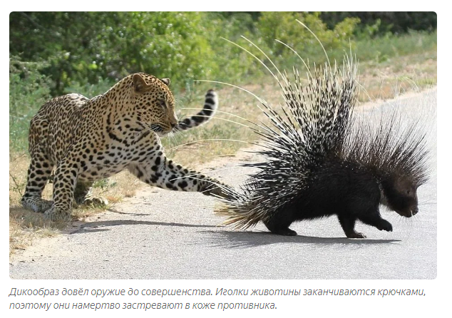 What are hedgehog spines, and why do such photos deceive people? - Hedgehog, Animals, Yandex Zen, Longpost, Needle, Wool