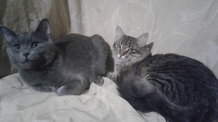 Our cat family - Longpost, Cat family, The photo, cat, Kittens, My