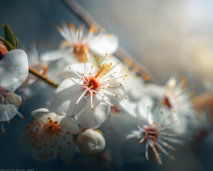 A little spring for those who haven't started it yet) - My, Macro photography, Spring, Color, Flowers, The photo, Bokeh, Longpost