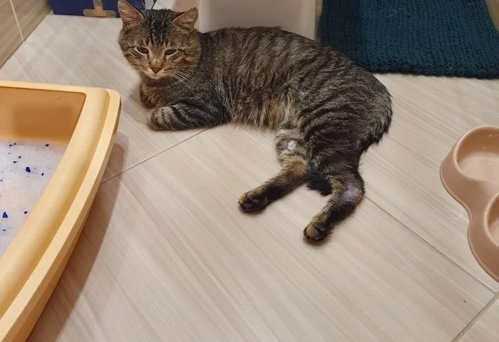 Continuation of the post “Need a home for an ordinary cat 2” - Moscow, cat, No rating, In good hands, Good league, Shelter, Reply to post, Longpost