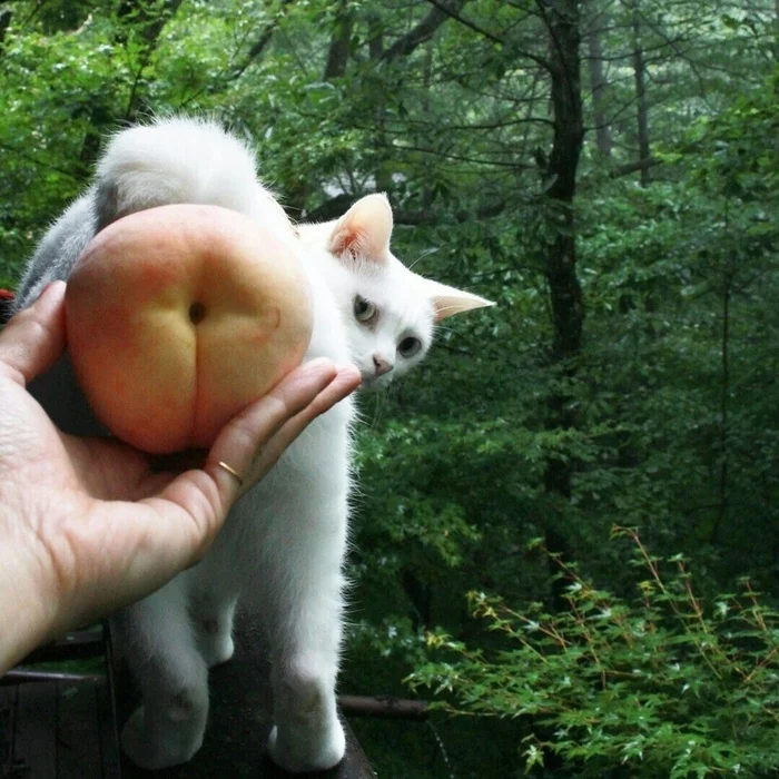 A Tale of Peaches - Peaches, Tree, Фрукты, cat