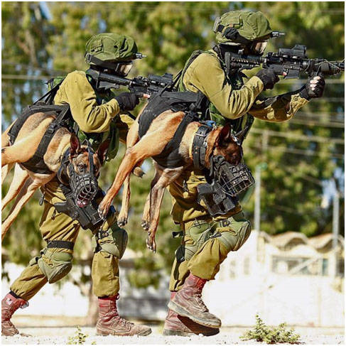 Israeli special forces war dogs - Special Forces, Israel, Dog, Service dogs, Tsakhal, Longpost