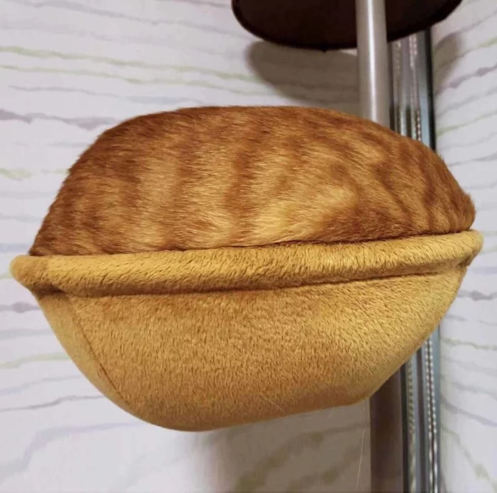 Disguised as a cookie - cat, Pets