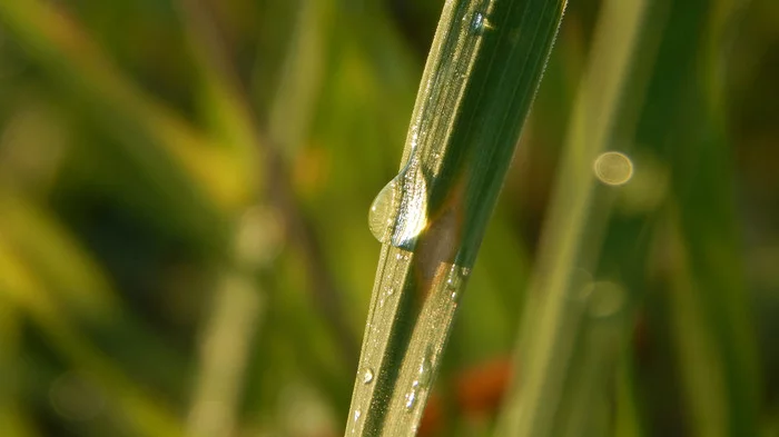 Dew - My, Dew, Grass, Morning, Drops, The photo