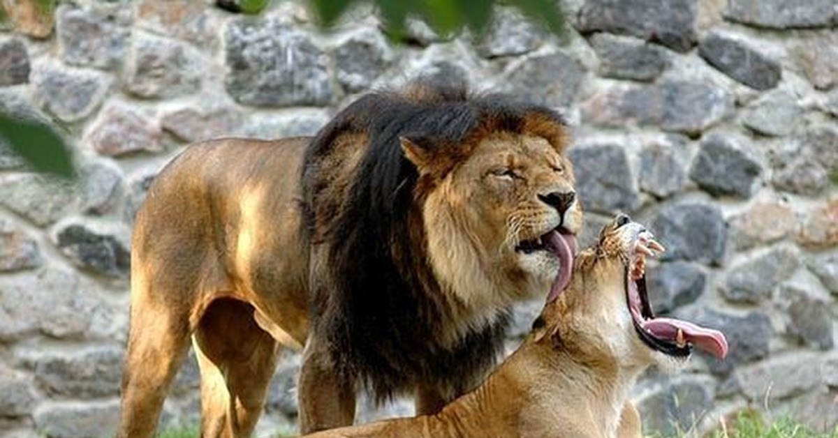 Хочу быть зверем. Мой Лев. Лев и львица. Лев и львица картинки. Животные кроме Льва.