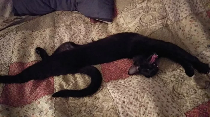 House cobra, common - My, cat, Black cat, Longcat