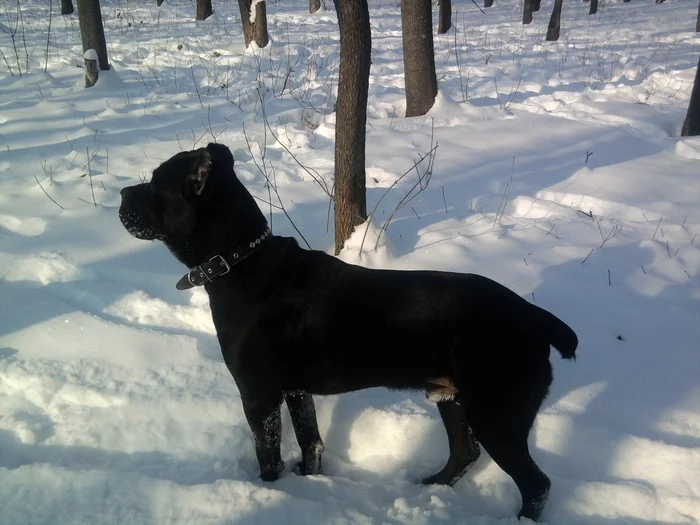 It was and became - My, It Was-It Was, Cane Corso, Dog, Pets, Longpost