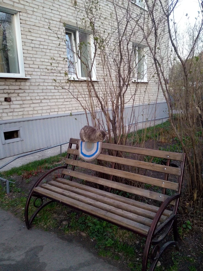 U means convenient - My, cat, Courtyard, Bench