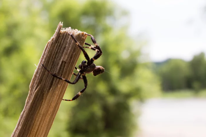 Some living creatures - My, The photo, Kazakhstan, Snake, Spider, Caterpillar, Longpost