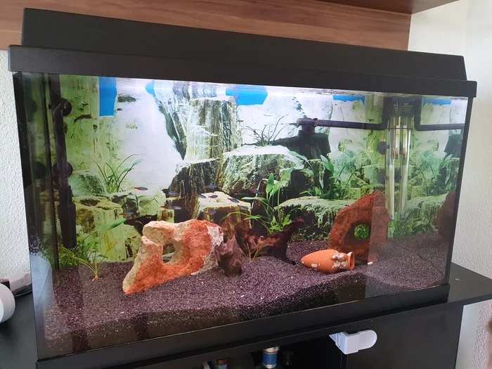 Please help. I ruined my husband's aquarium - My, Aquarium, Aquarium fish, Aquarium plants, Catastrophe, Freshwater aquarium, Death, Help, Longpost