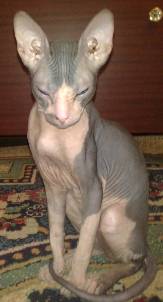 It was and became. My bald roommate)) - My, It Was-It Was, Pets, Don Sphynx, Before and after, Longpost, cat