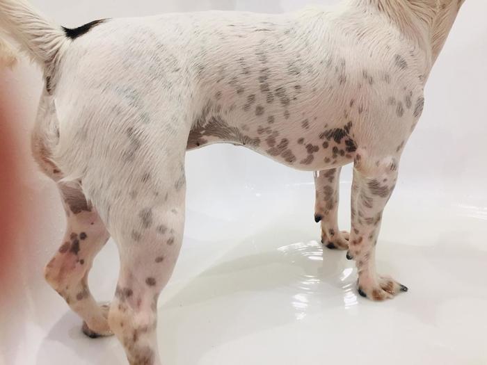 When your Jack Russell is a Dalmatian at heart - My, Jack Russell Terrier, Stains, Pets, Dog, Longpost