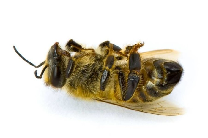 Beeline or dead bee! - My, Beeline, Negative, Help, Life stories, Legal aid, Longpost