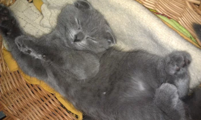 Koshkaridze. Then and now - My, It Was-It Was, cat, Scottish lop-eared, Russian blue, Longpost