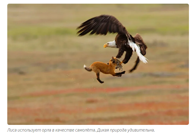 Fox: 400 species of animals in the diet. Domination through cunning - Fox, Animal book, Yandex Zen, Longpost, Animals