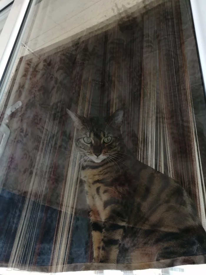 Are you completely insolent? Take me with you to the balcony for a walk - My, Self-isolation, Coronavirus, Milota, Bengal cat, Going crazy, cat, Humor, Longpost