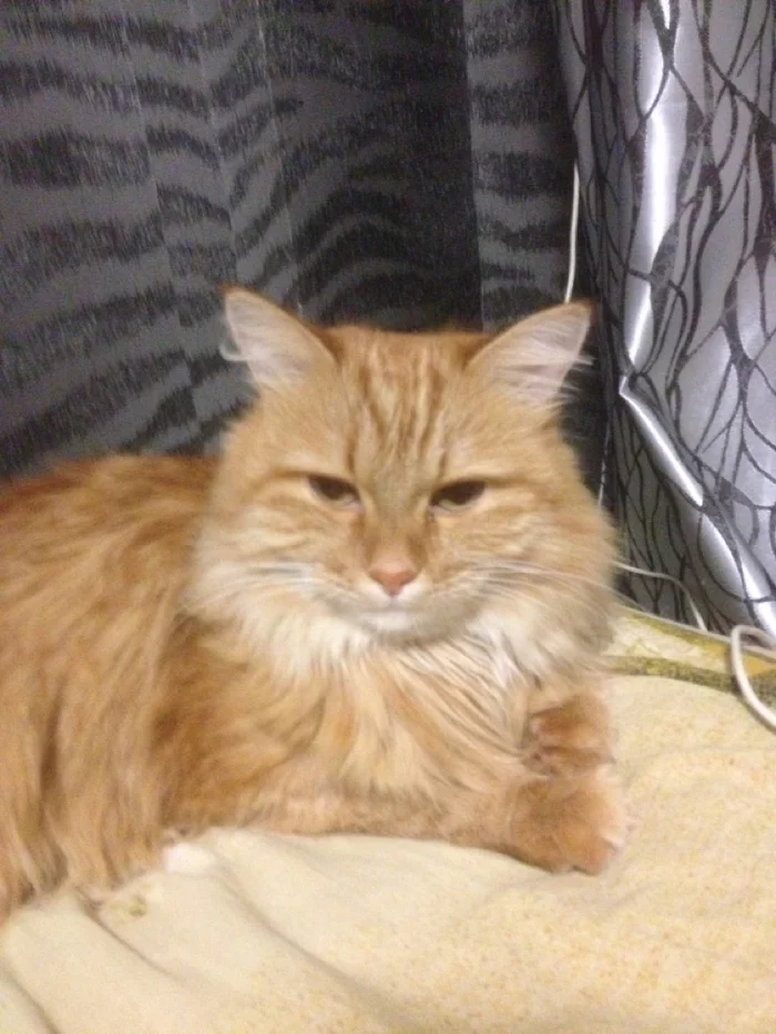 It was and became. I join! - Longpost, It Was-It Was, Redheads, cat, My